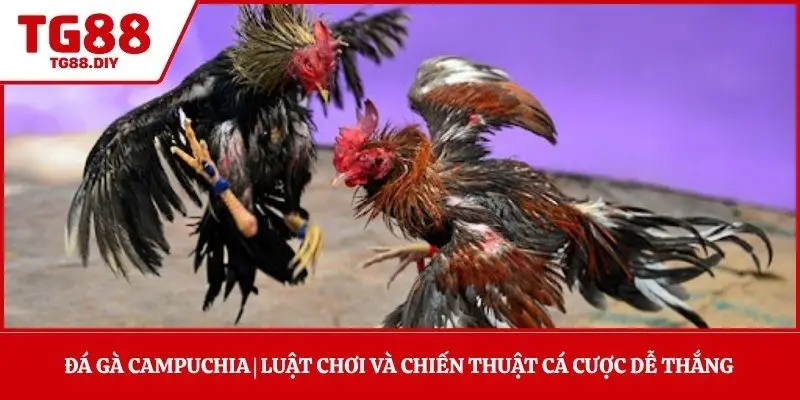 Đá Gà Campuchia | Luật Chơi Và Chiến Thuật Cá Cược Dễ Thắng