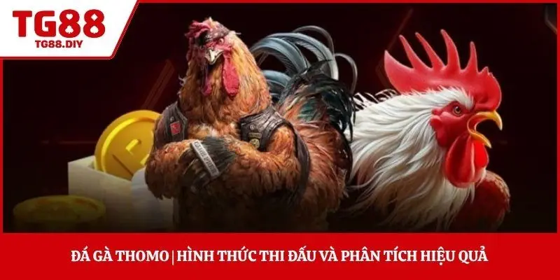 Đá Gà Thomo | Hình Thức Thi Đấu Và Phân Tích Hiệu Quả 